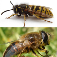 Wasp Vs Bee