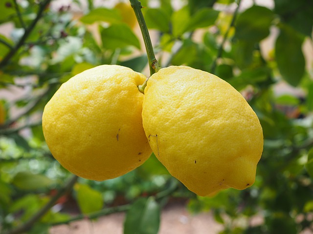 Differences Between Lemon and Citron | Difference