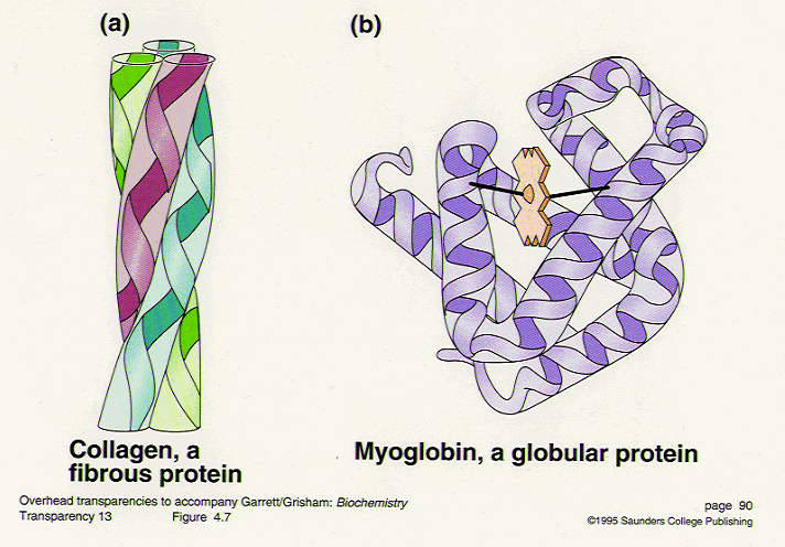 quaternary structure collagen