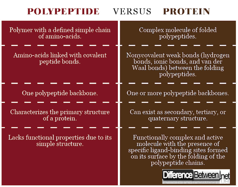 Difference Between Polypeptide And Protein Difference Between 