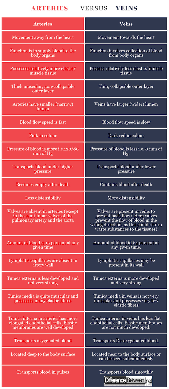  Difference Between Artery And Vein Difference Between