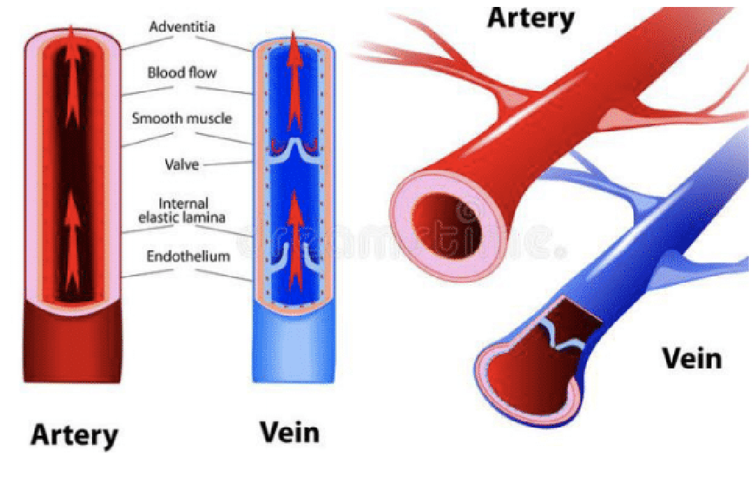 Anatomical And Structural Differences Between Arteries And
