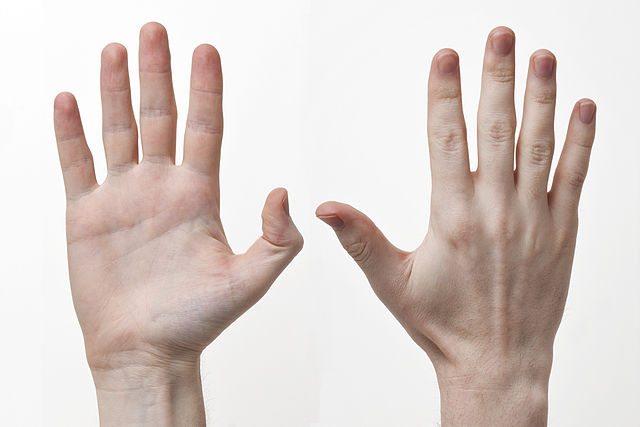 Difference Between Hand And Arm Difference Between