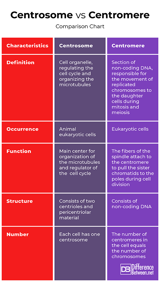 difference-between-centrosome-and-centromere-difference-between