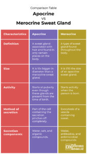 Difference Between Apocrine And Merocrine Sweat Glands Difference