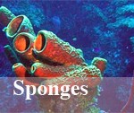 sponges