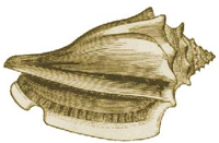 shell