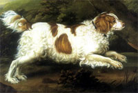 spaniel