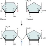 Differences Between Glucose and Sucrose