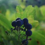 Difference Between Blue Cohosh and Black Cohosh