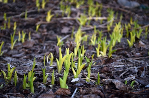 Difference Between roots and shoots-1