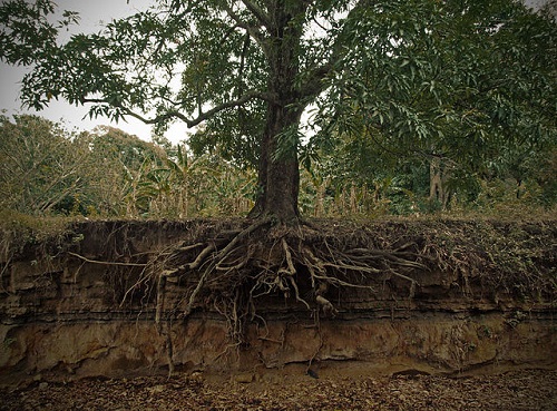 Difference Between roots and shoots