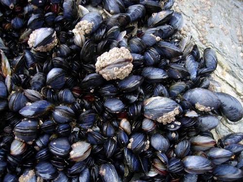 Difference Between Mussels and Clams | Difference Between | Mussels vs ...