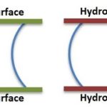 Difference Between Hydrophilic and Hydrophobic