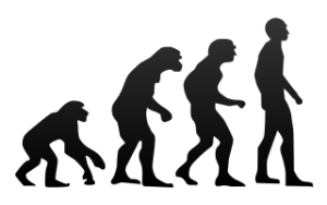 320px-Human_evolution.svg