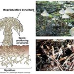 Difference Between Mycelia and Hyphae