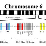 Difference Between MHC and HLA-1