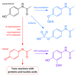 Paracetamol metabolism