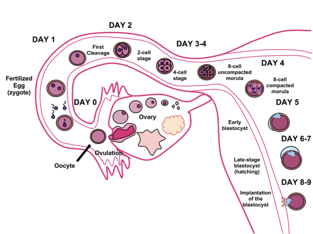 Human_Fertilization