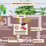 DIFFERENCE BETWEEN NITRIFICATION AND DENITRIFICATION