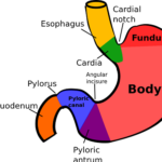 Difference between bolus and chyme