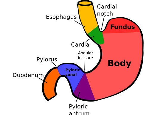 Difference between bolus and chyme