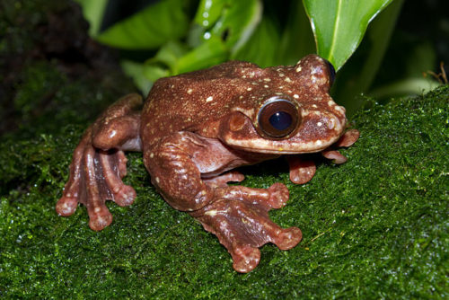 Difference between tadpoles and frogs-1