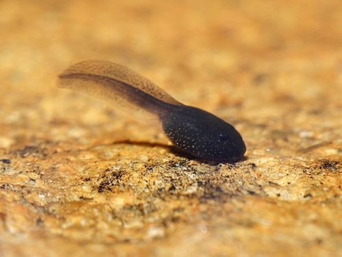 Difference between tadpoles and frogs