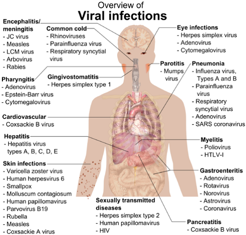 Difference between the Flu and Stomach Bug-1