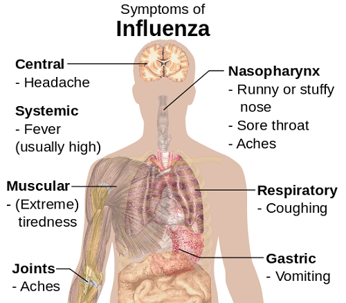 Difference between the Flu and Stomach Bug