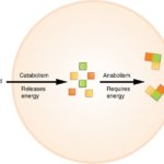 Differences between Catabolism and Anabolism-2