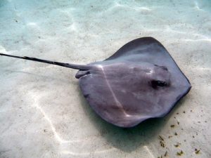 Difference between Manta ray and Stingray-1