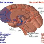 Difference between Serotonin and Dopamine