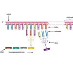 Difference Between Anticodon and Codon