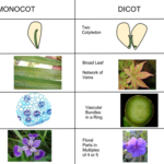 Difference Between Monocotyledon and Dicotyledon