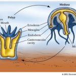 Difference between Polyp and Medusa