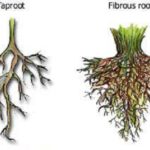 Difference between Taproot and Fibrous root