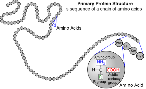 Difference Between Polypeptide and Protein