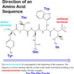 Difference Between Polypeptide and Protein