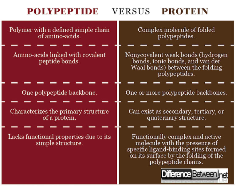 Difference Between Polypeptide And Protein Difference Between