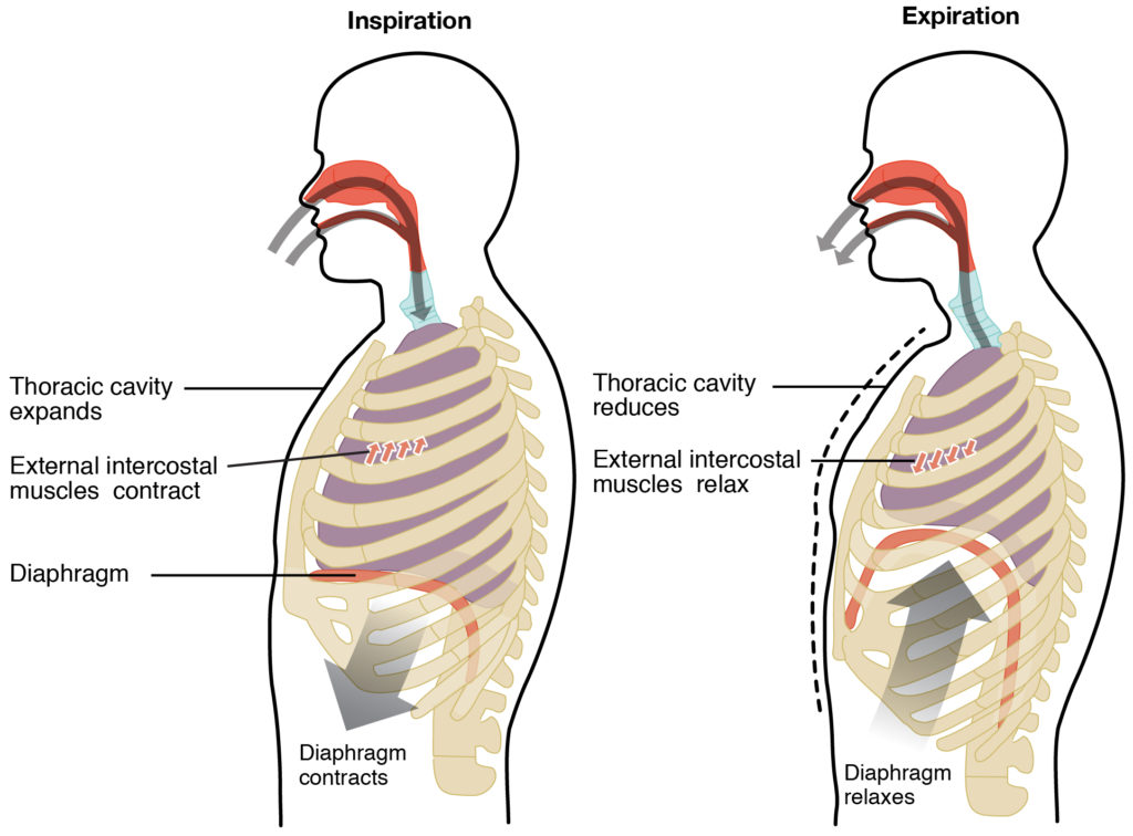 Difference Between External Respiration and Internal Respiration ...