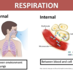 Difference Between Internal and External Environment