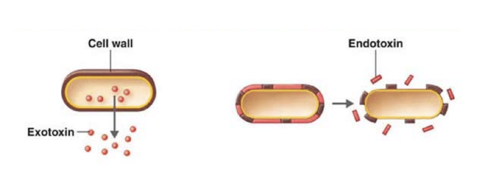 Difference between Endotoxins and Exotoxins