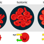 Difference Between Endosmosis and Exosmosis