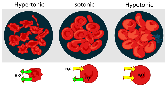 Difference Between Endosmosis and Exosmosis