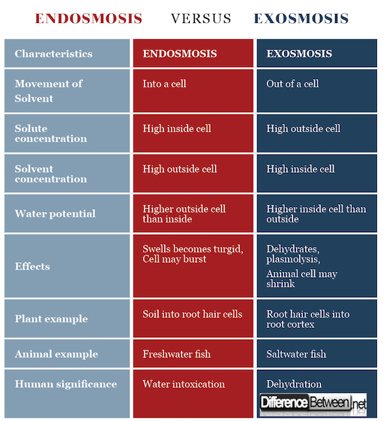 Endosmosis VERSUS Exosmosis